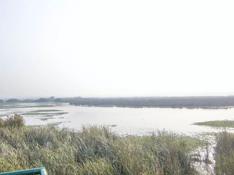 Photo of Okhla Bird Sanctuary, Sector 95, Noida, Uttar Pradesh, India by Tenny