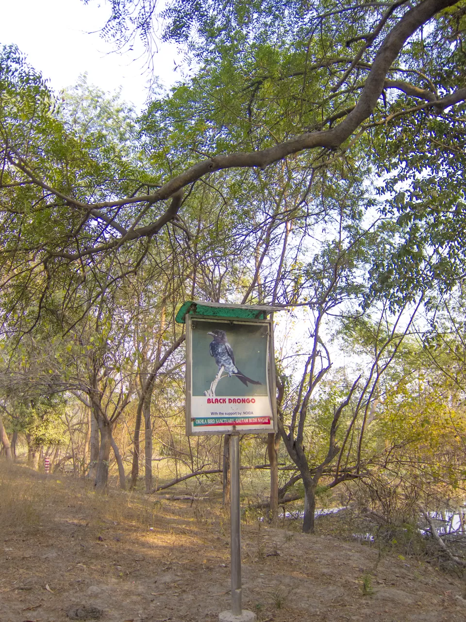 Photo of Okhla Bird Sanctuary, Sector 95, Noida, Uttar Pradesh, India by Tenny