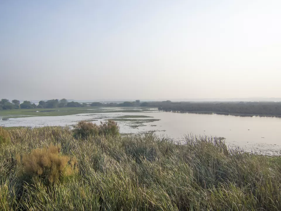 Photo of Okhla Bird Sanctuary, Sector 95, Noida, Uttar Pradesh, India by Tenny