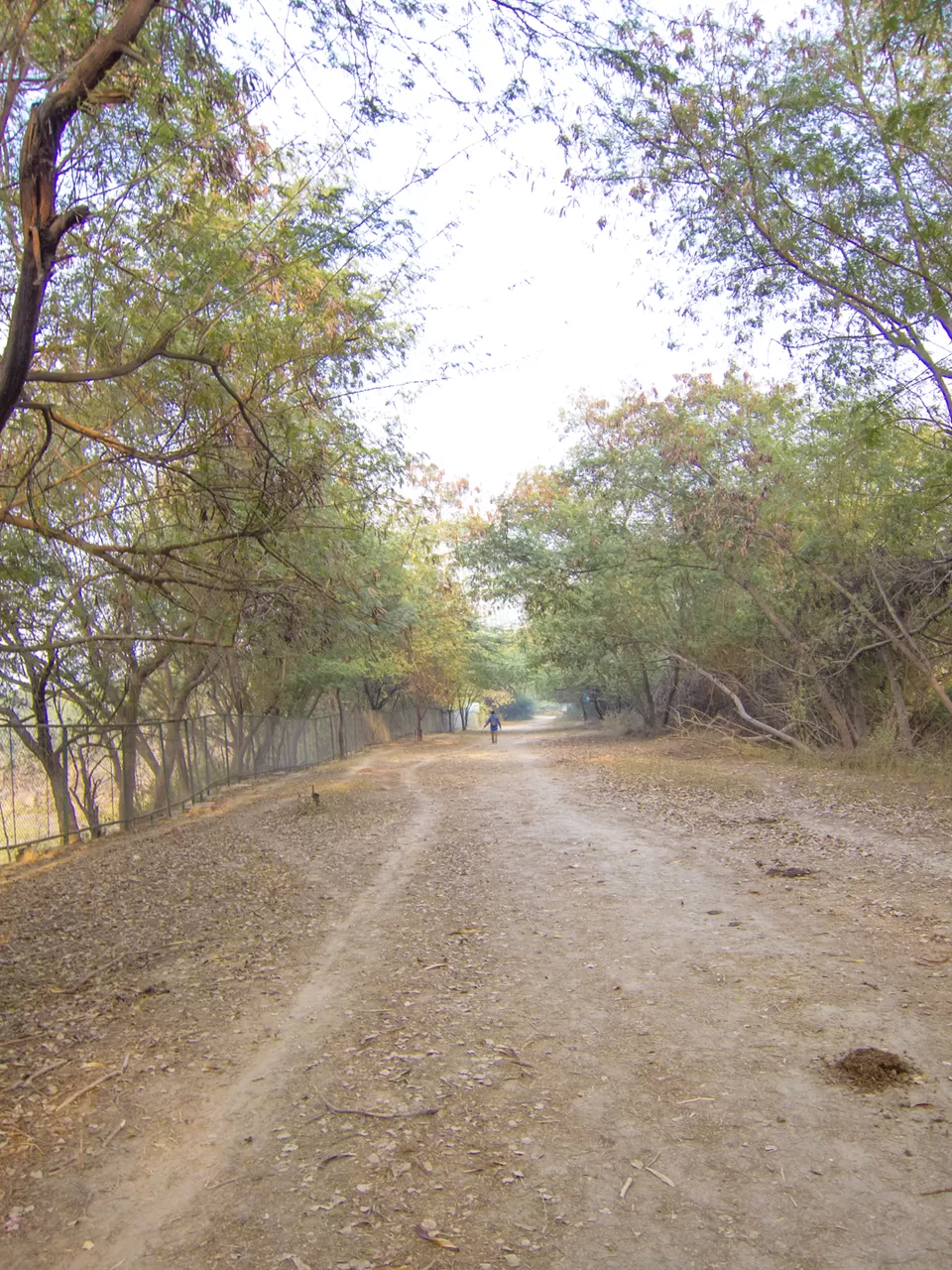 Photo of Okhla Bird Sanctuary, Sector 95, Noida, Uttar Pradesh, India by Tenny