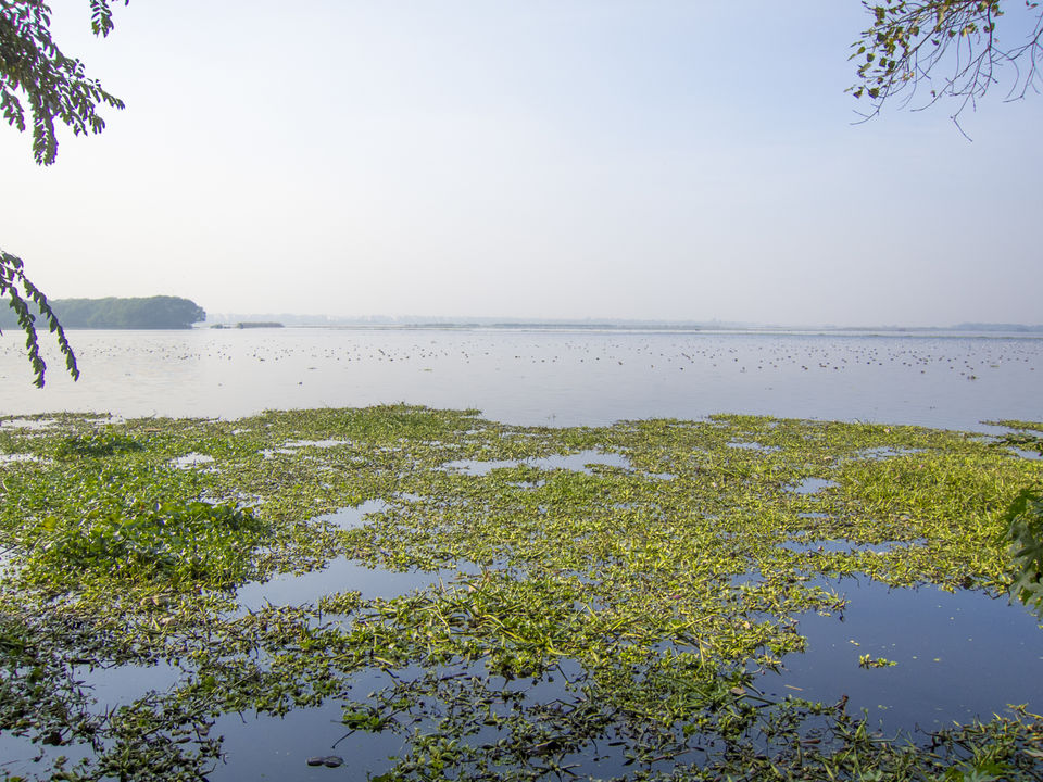 Photo of OKHLA BIRD SANCTUARY a place to escape from the busy city life of Delhi 1/1 by Tenny