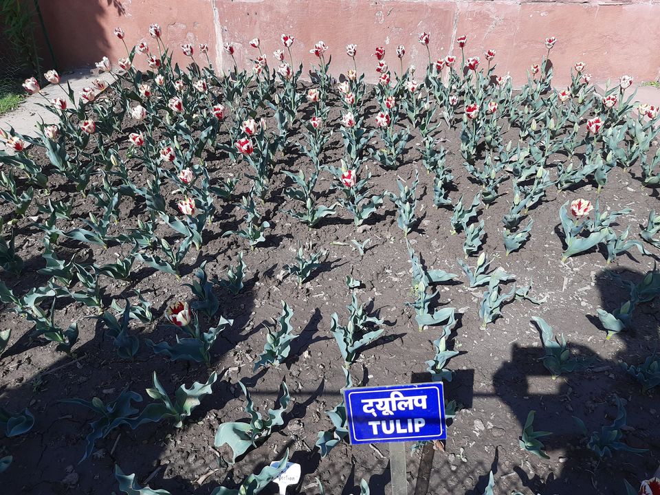 Photo of Mughal Gardens, Rashtrapati Bhawan, President's Estate, New Delhi, Delhi, India by Tenny