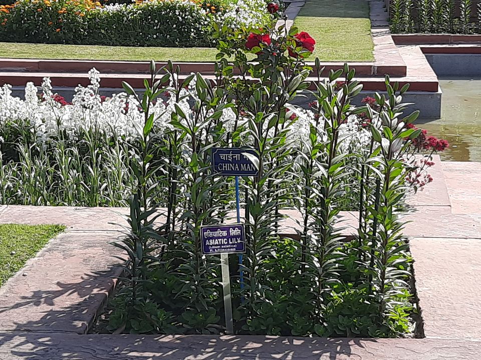 Photo of Mughal Gardens, Rashtrapati Bhawan, President's Estate, New Delhi, Delhi, India by Tenny