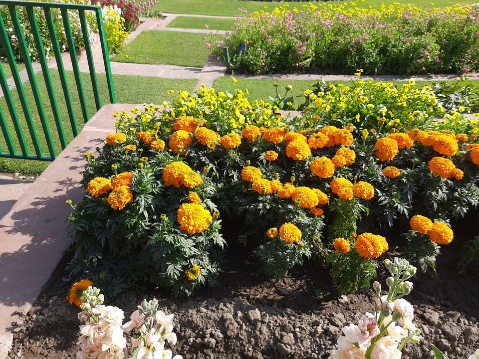 Photo of Mughal Gardens, Rashtrapati Bhawan, President's Estate, New Delhi, Delhi, India by Tenny