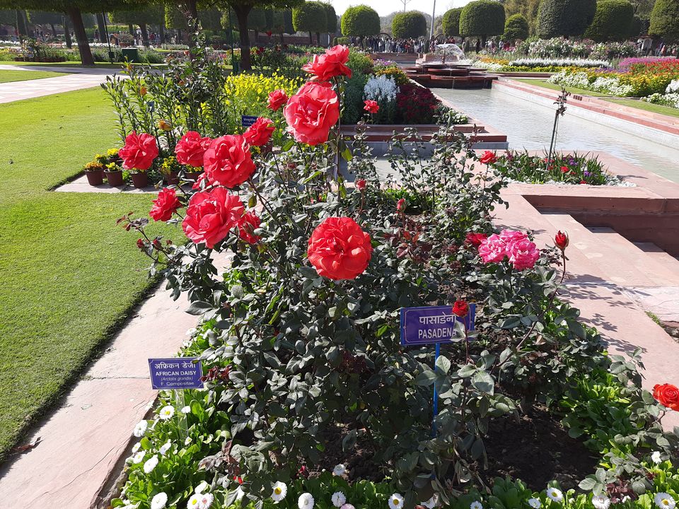 Photo of Mughal Gardens, Rashtrapati Bhawan, President's Estate, New Delhi, Delhi, India by Tenny