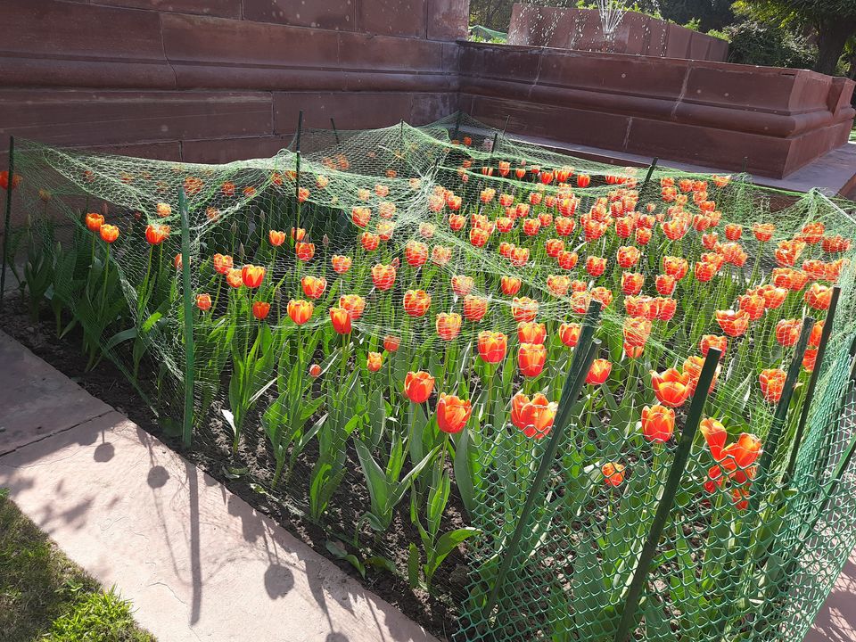 Photo of Mughal Gardens, Rashtrapati Bhawan, President's Estate, New Delhi, Delhi, India by Tenny