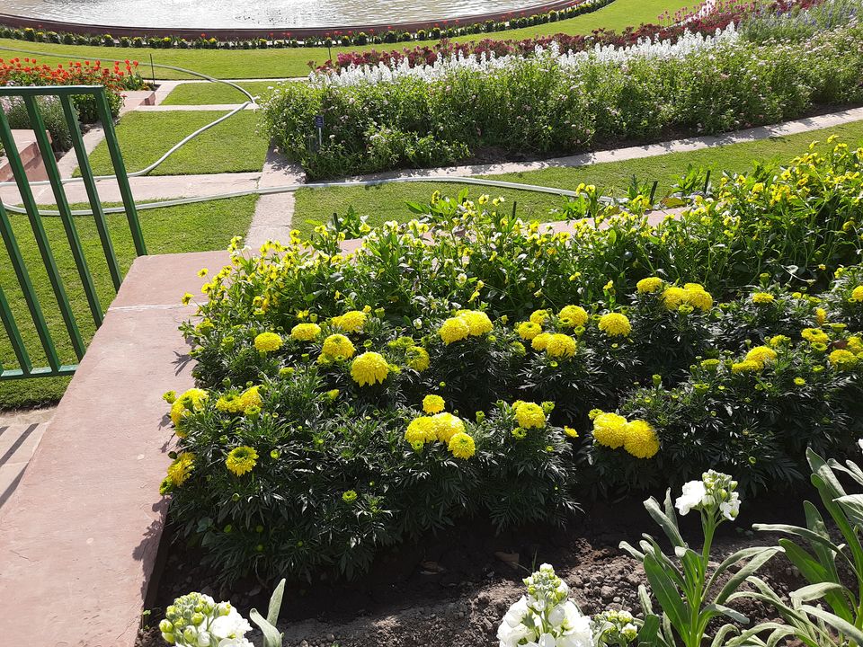 Photo of Mughal Gardens, Rashtrapati Bhawan, President's Estate, New Delhi, Delhi, India by Tenny