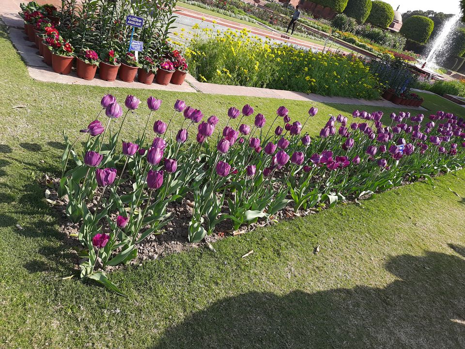 Photo of Mughal Gardens, Rashtrapati Bhawan, President's Estate, New Delhi, Delhi, India by Tenny