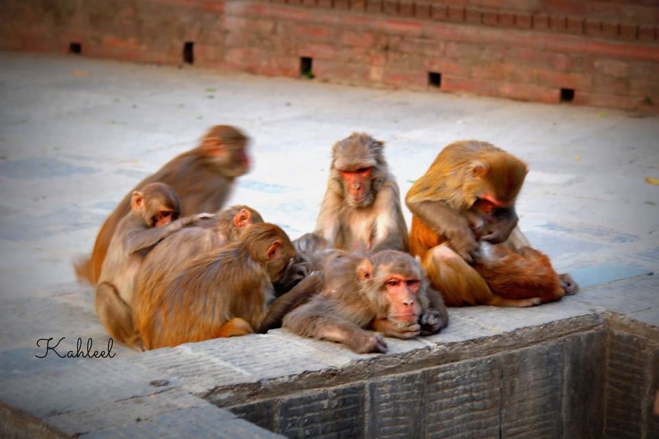 Photo of Journey to Nepal : A mixed bag 47/49 by Kahleel
