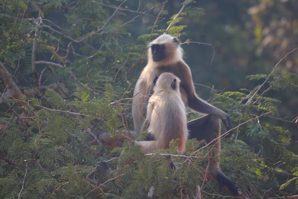 Photo of Tadoba National Park, Chandrapur, Maharashtra, India by Prajakta Kb
