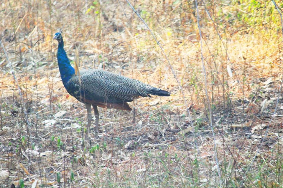 Photo of The Tadoba Story by Prajakta Kb