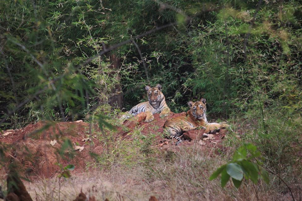 Photo of The Tadoba Story by Prajakta Kb