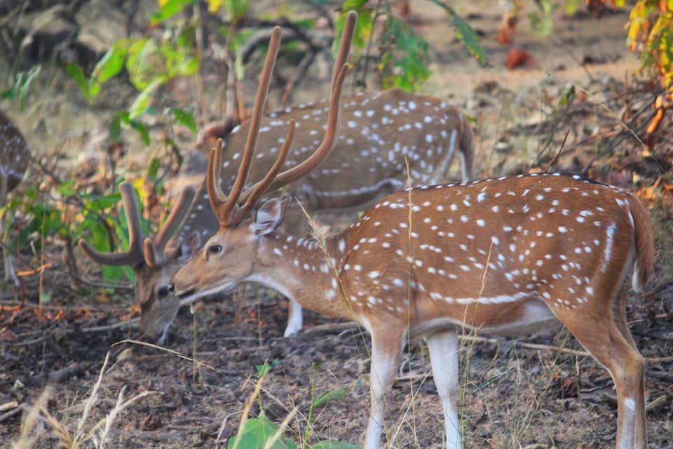 Photo of The Tadoba Story by Prajakta Kb
