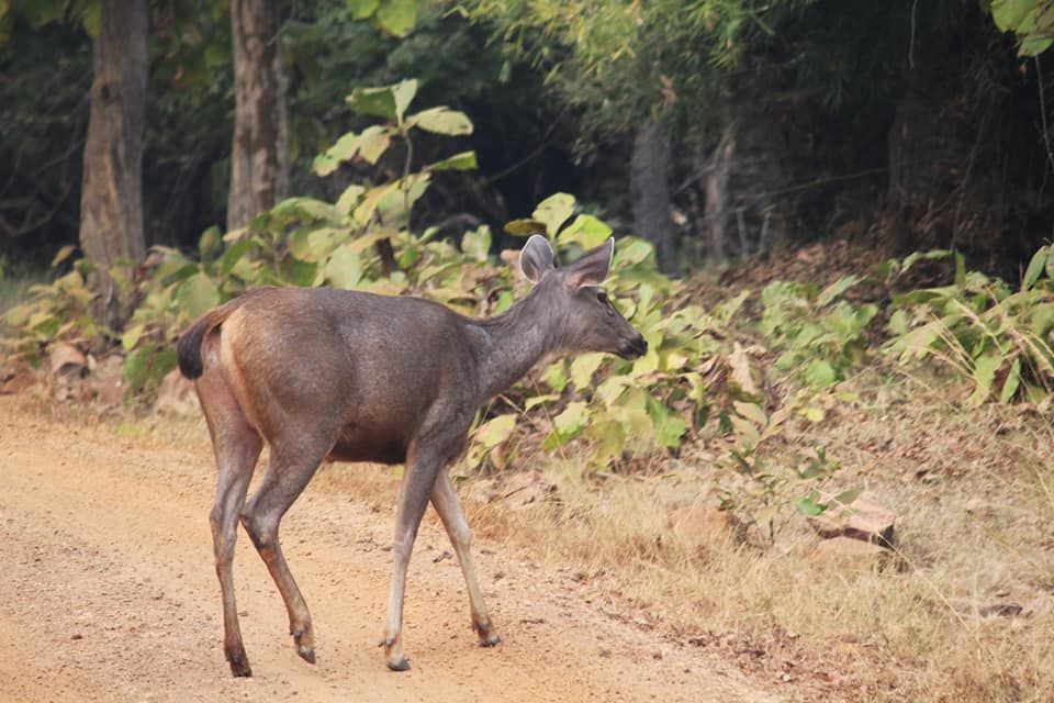 Photo of The Tadoba Story by Prajakta Kb
