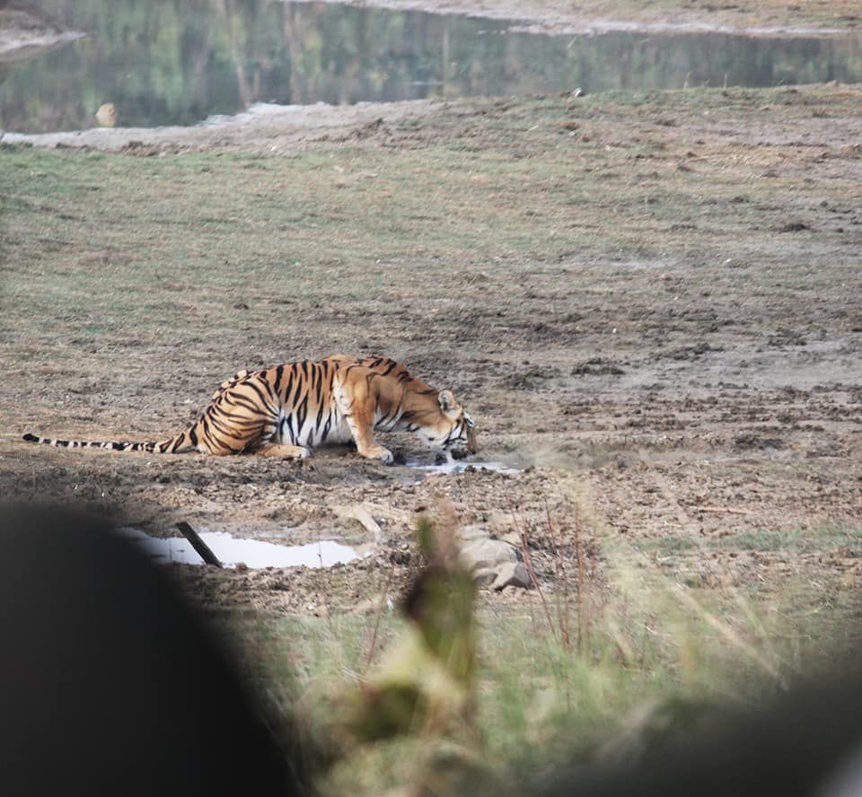 Photo of The Tadoba Story by Prajakta Kb