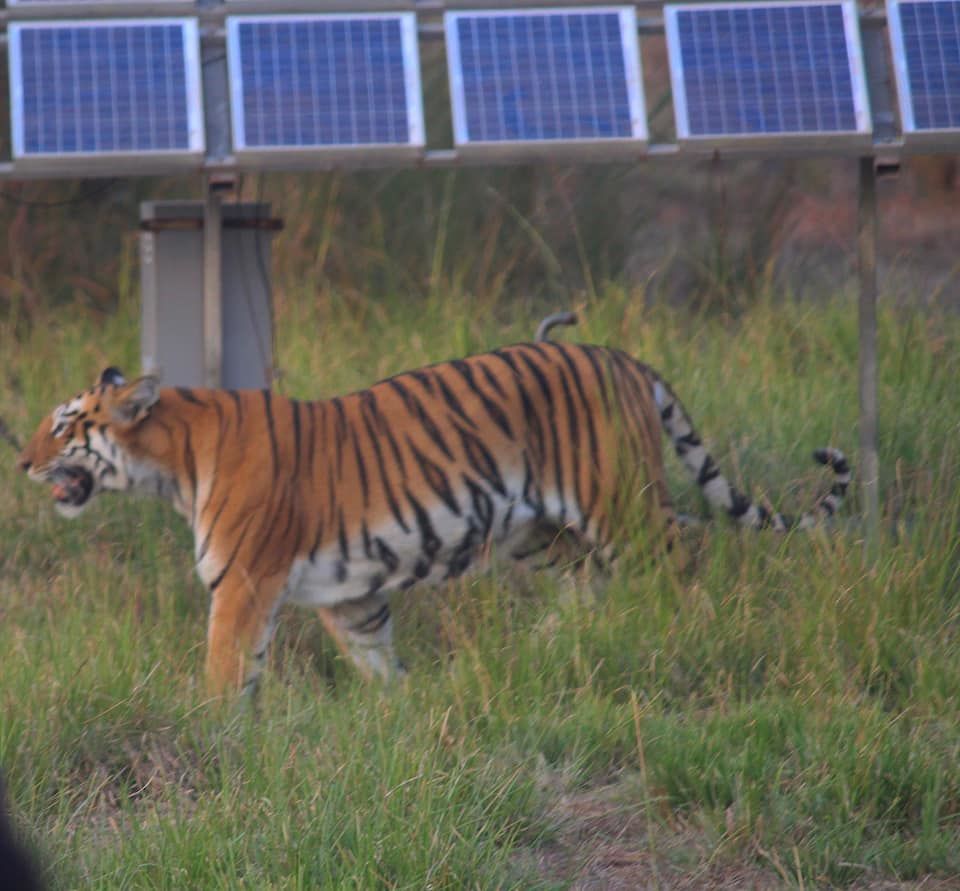 Photo of The Tadoba Story by Prajakta Kb