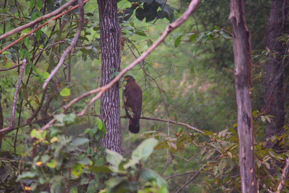 Photo of The Tadoba Story by Prajakta Kb