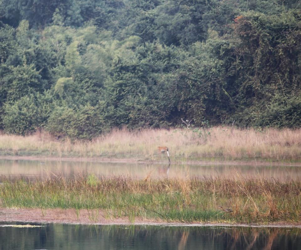 Photo of The Tadoba Story by Prajakta Kb