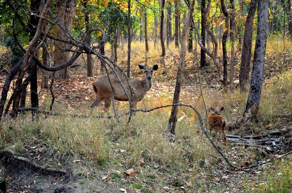 Photo of Pench Tiger Reserve, Seoni, Madhya Pradesh, India by Anurodh Sachdeva