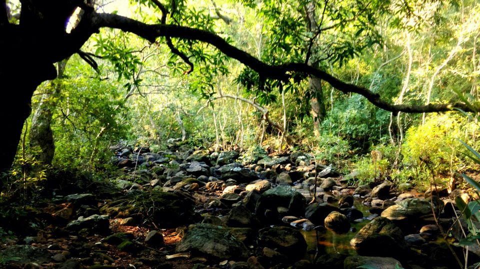 Photo of Pachmarhi, Madhya Pradesh, India by Anurodh Sachdeva
