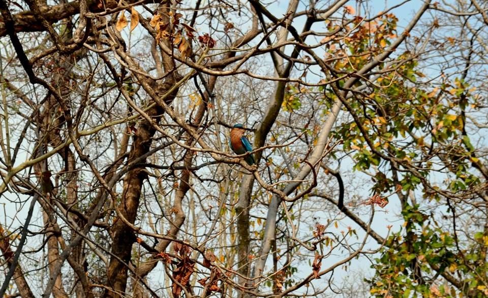 Photo of Pench Tiger Reserve, Seoni, Madhya Pradesh, India by Anurodh Sachdeva