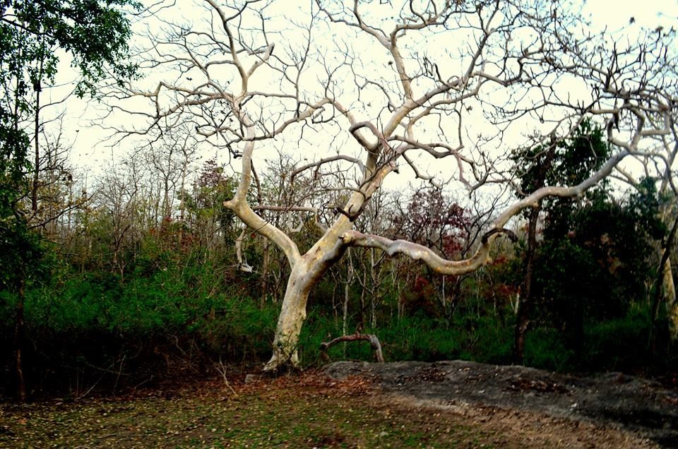 Photo of Pench Tiger Reserve, Seoni, Madhya Pradesh, India by Anurodh Sachdeva
