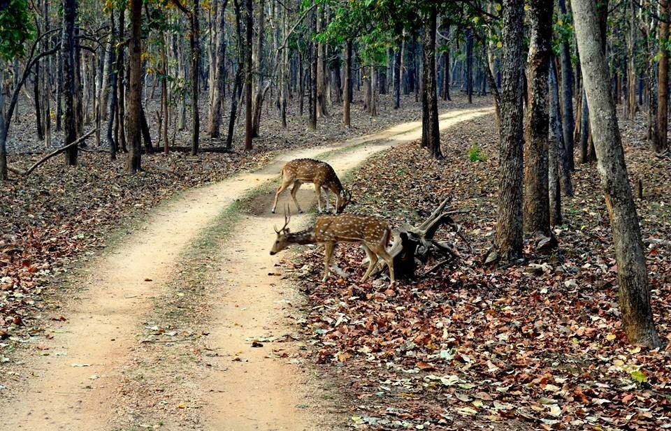 Photo of Satpura National Park, Hoshangabad, Madhya Pradesh, India by Anurodh Sachdeva