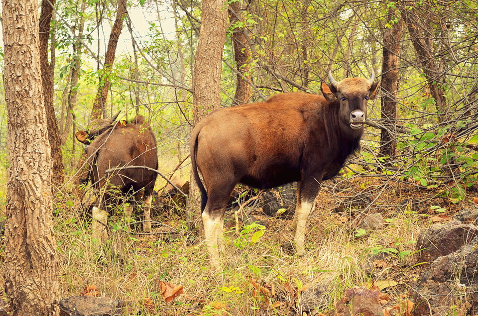 Photo of Satpura National Park, Hoshangabad, Madhya Pradesh, India by Anurodh Sachdeva