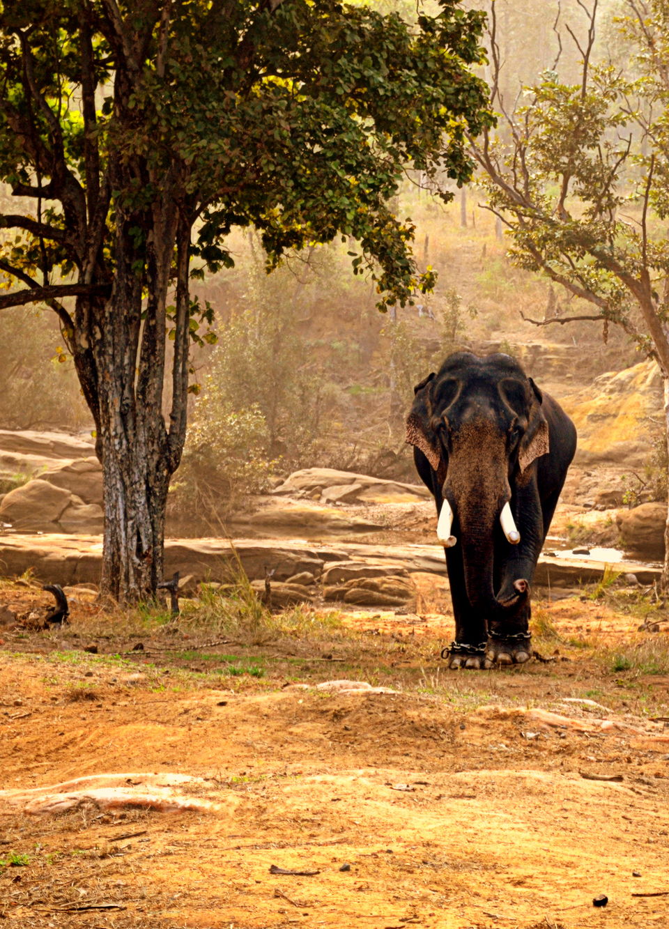 Photo of Satpura National Park, Hoshangabad, Madhya Pradesh, India by Anurodh Sachdeva