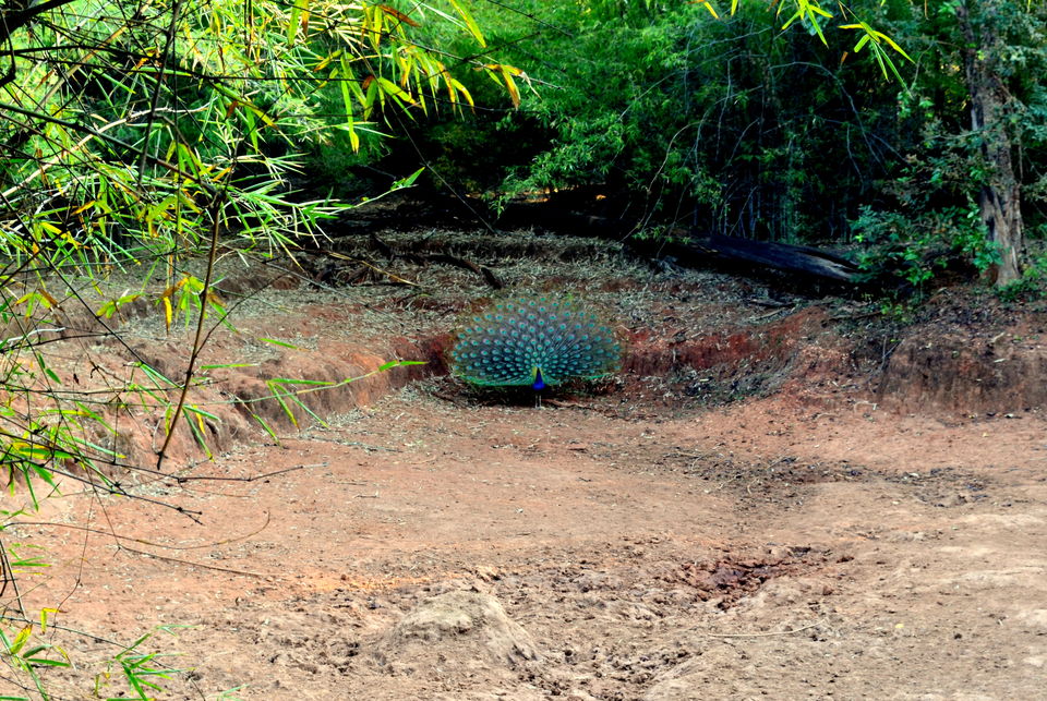 Photo of Pench Tiger Reserve, Seoni, Madhya Pradesh, India by Anurodh Sachdeva