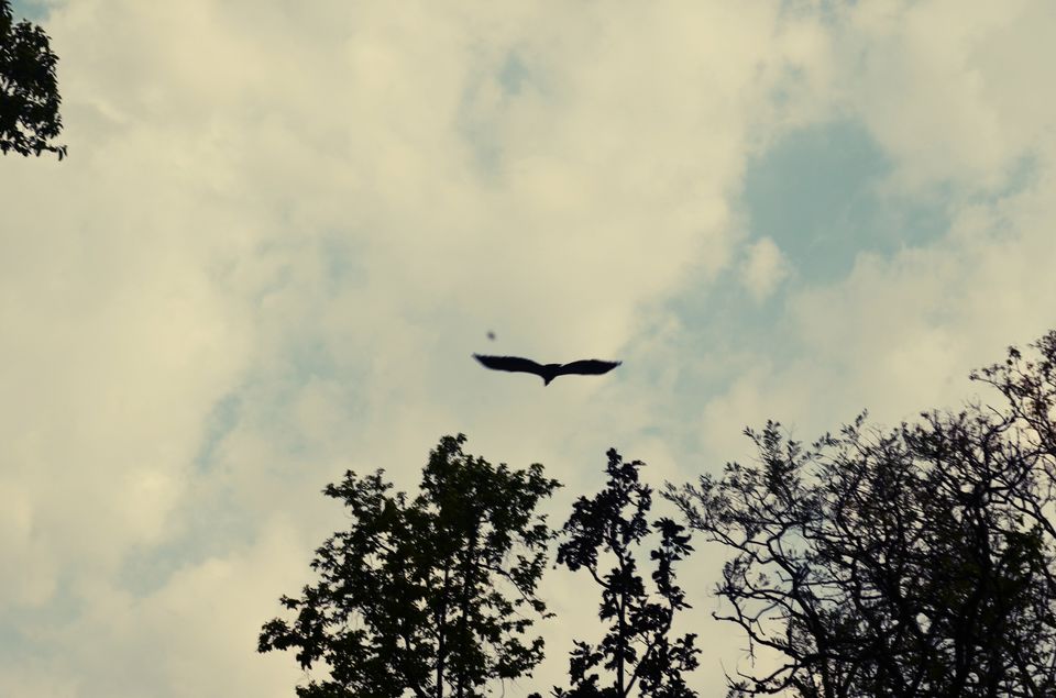 Photo of Pench Tiger Reserve, Seoni, Madhya Pradesh, India by Anurodh Sachdeva