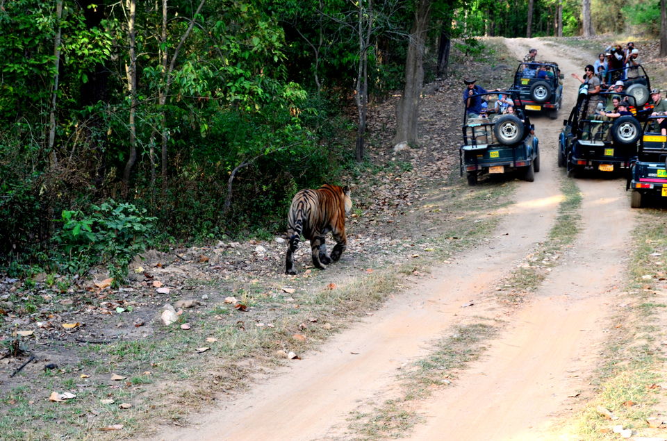Photo of Heaven in the Wild! Kanha Tiger Reserve 2/10 by Anurodh Sachdeva