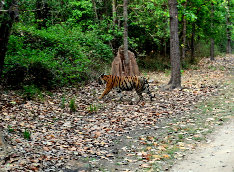 Photo of Heaven in the Wild! Kanha Tiger Reserve 1/10 by Anurodh Sachdeva