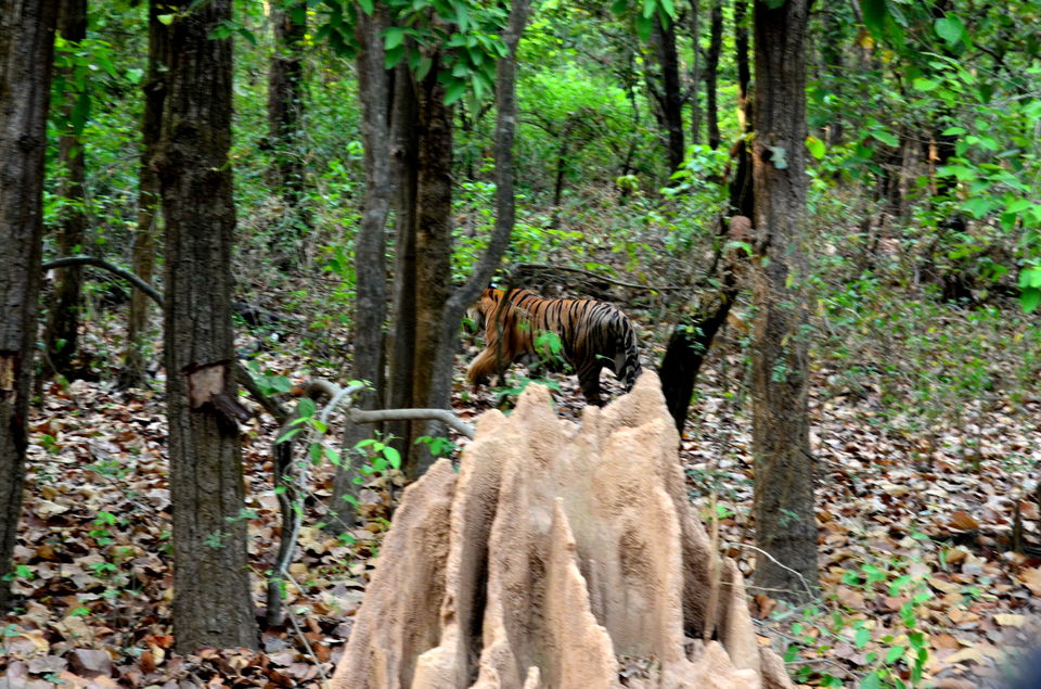 Photo of Heaven in the Wild! Kanha Tiger Reserve 4/10 by Anurodh Sachdeva