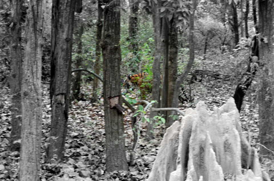 Photo of Heaven in the Wild! Kanha Tiger Reserve 10/10 by Anurodh Sachdeva