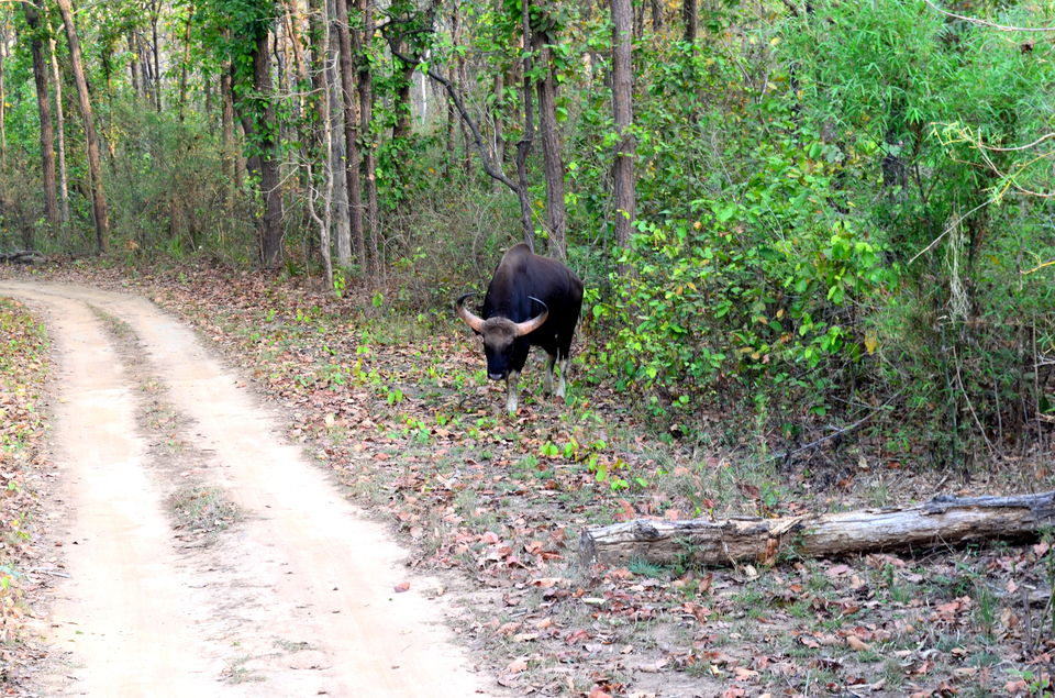 Photo of Heaven in the Wild! Kanha Tiger Reserve 6/10 by Anurodh Sachdeva