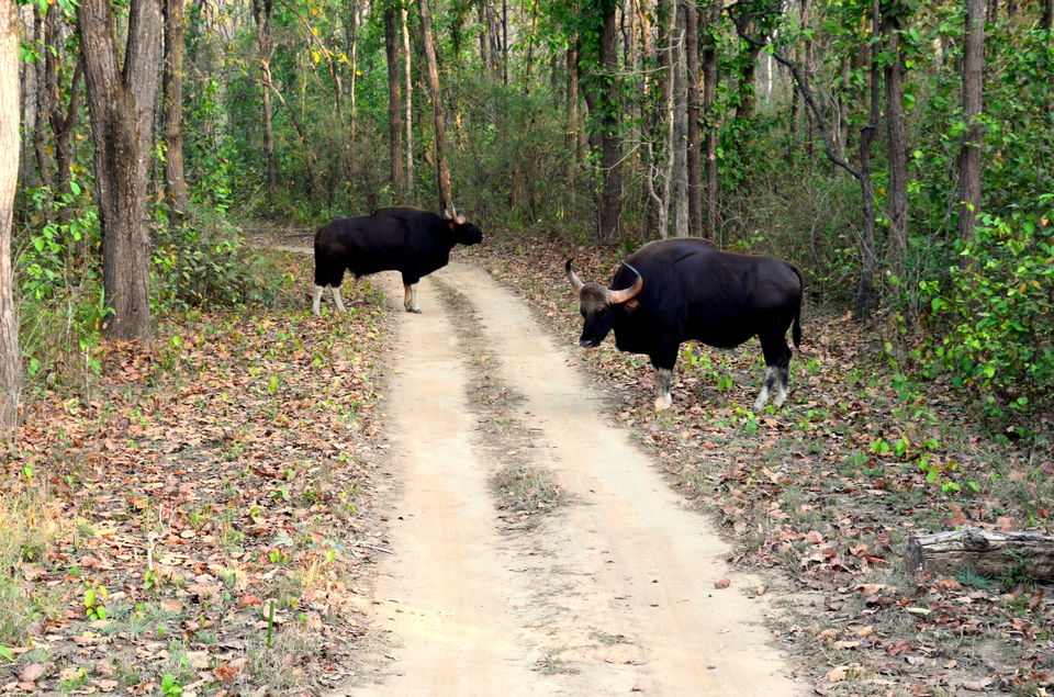Photo of Heaven in the Wild! Kanha Tiger Reserve 7/10 by Anurodh Sachdeva