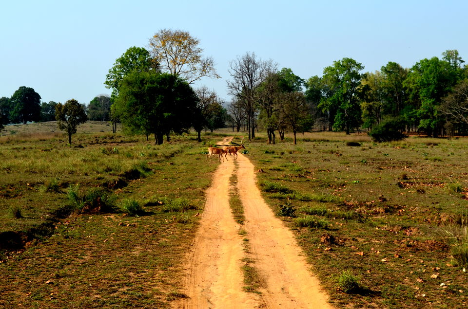 Photo of Heaven in the Wild! Kanha Tiger Reserve 8/10 by Anurodh Sachdeva
