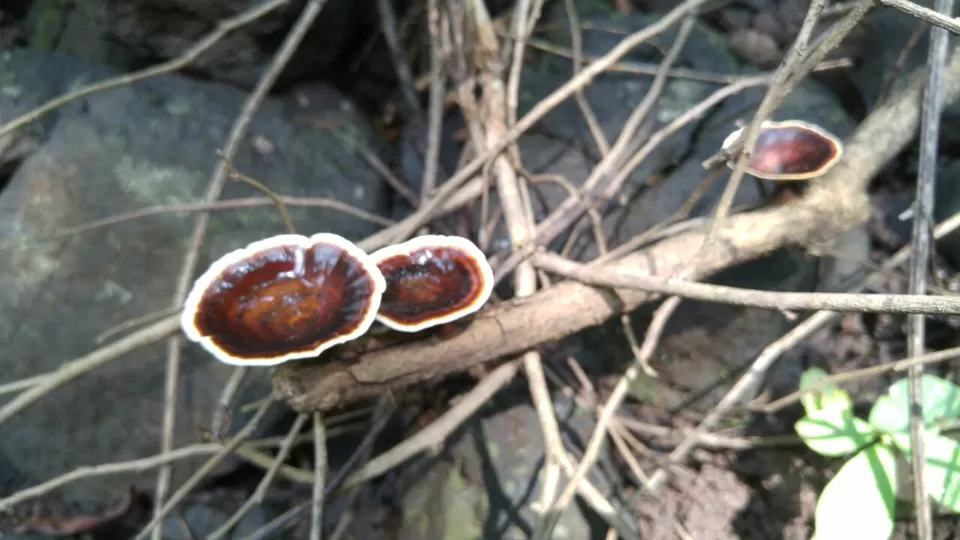 Photo of Karnala, Maharashtra, India by Harshal Bhagwat