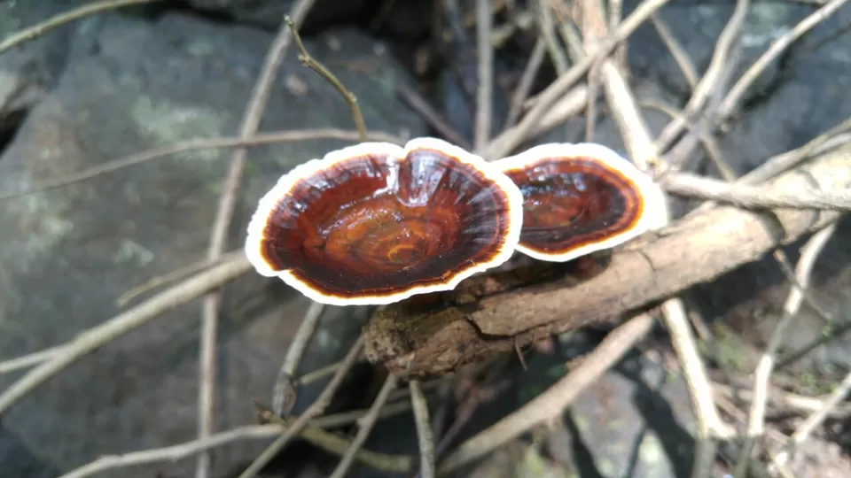 Photo of Karnala, Maharashtra, India by Harshal Bhagwat