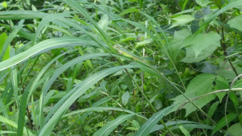 Photo of Karnala, Maharashtra, India by Harshal Bhagwat