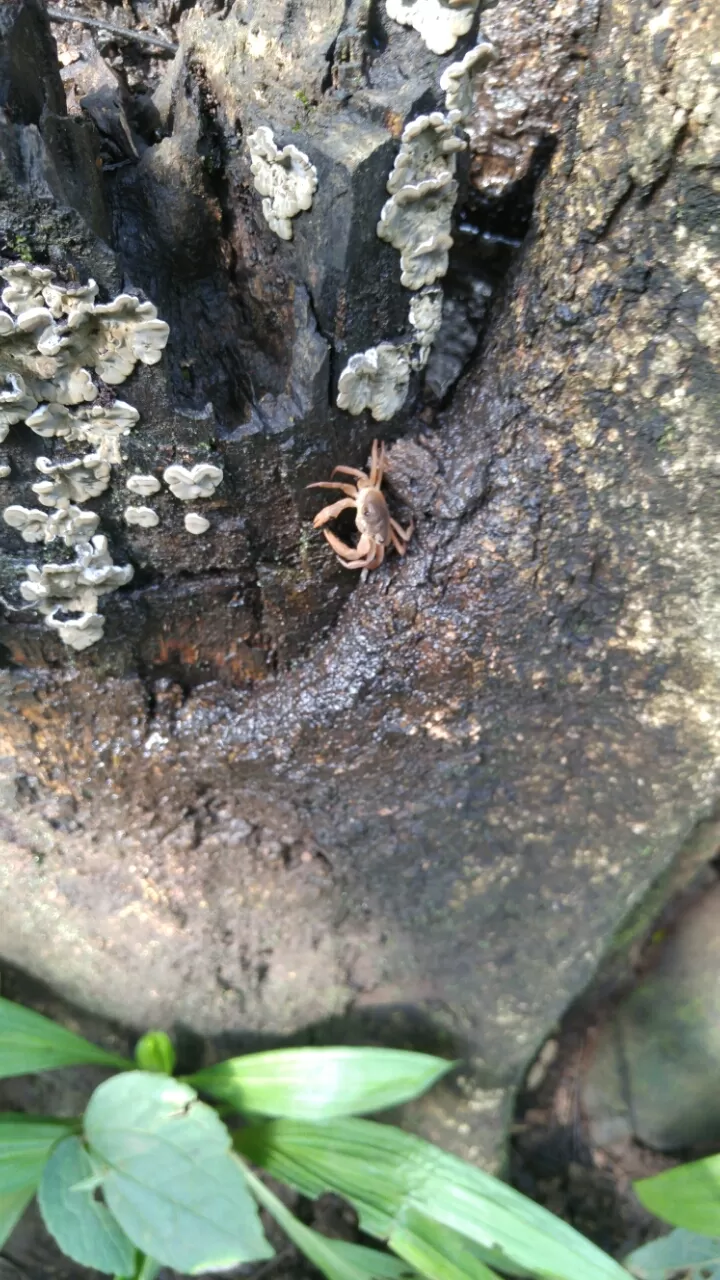 Photo of Karnala, Maharashtra, India by Harshal Bhagwat