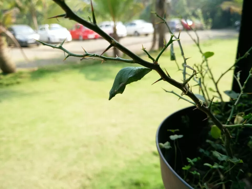 Photo of Ovale Village by Harshal Bhagwat