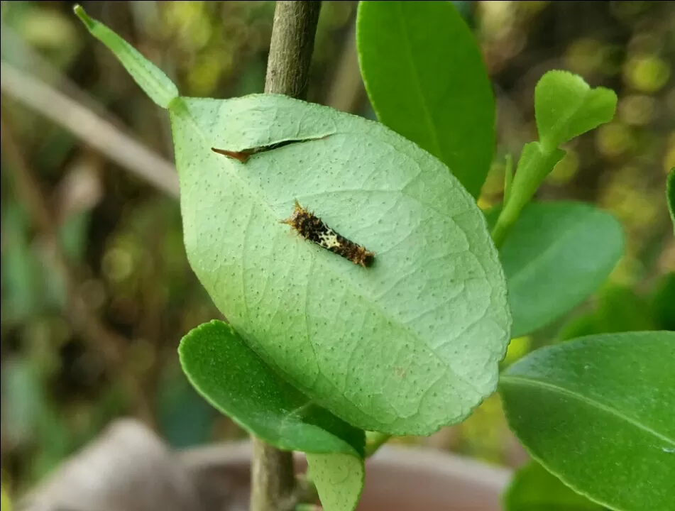 Photo of Ovale Village by Harshal Bhagwat