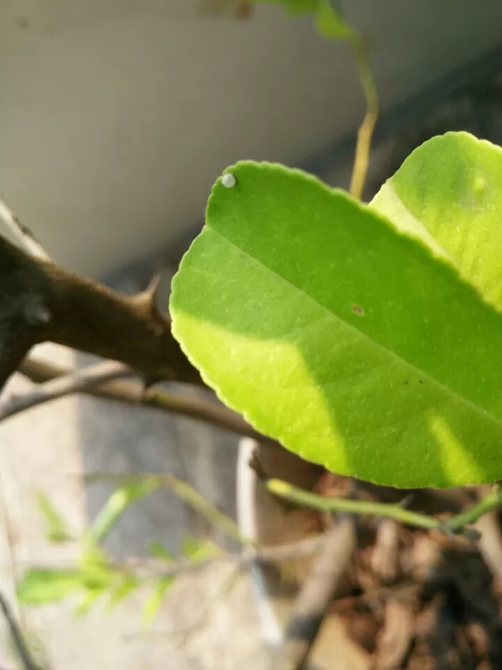 Photo of Ovale Village by Harshal Bhagwat