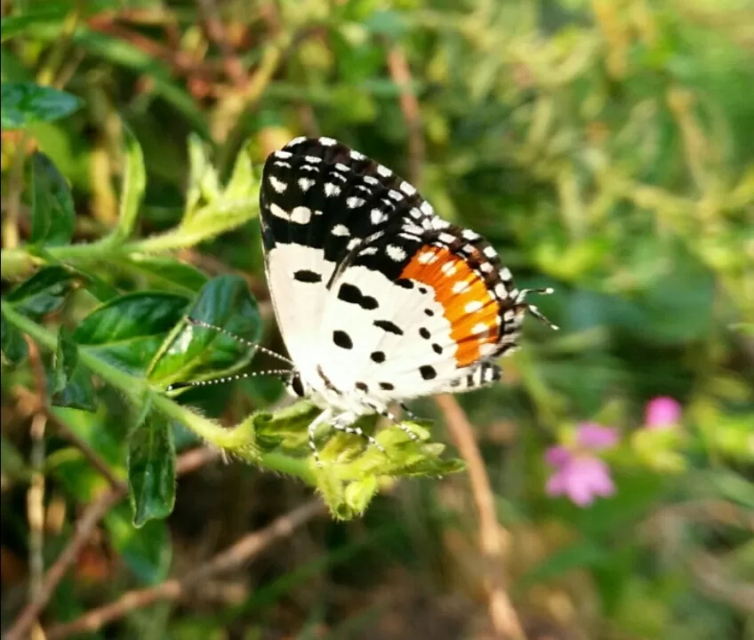 Photo of Ovale Village by Harshal Bhagwat