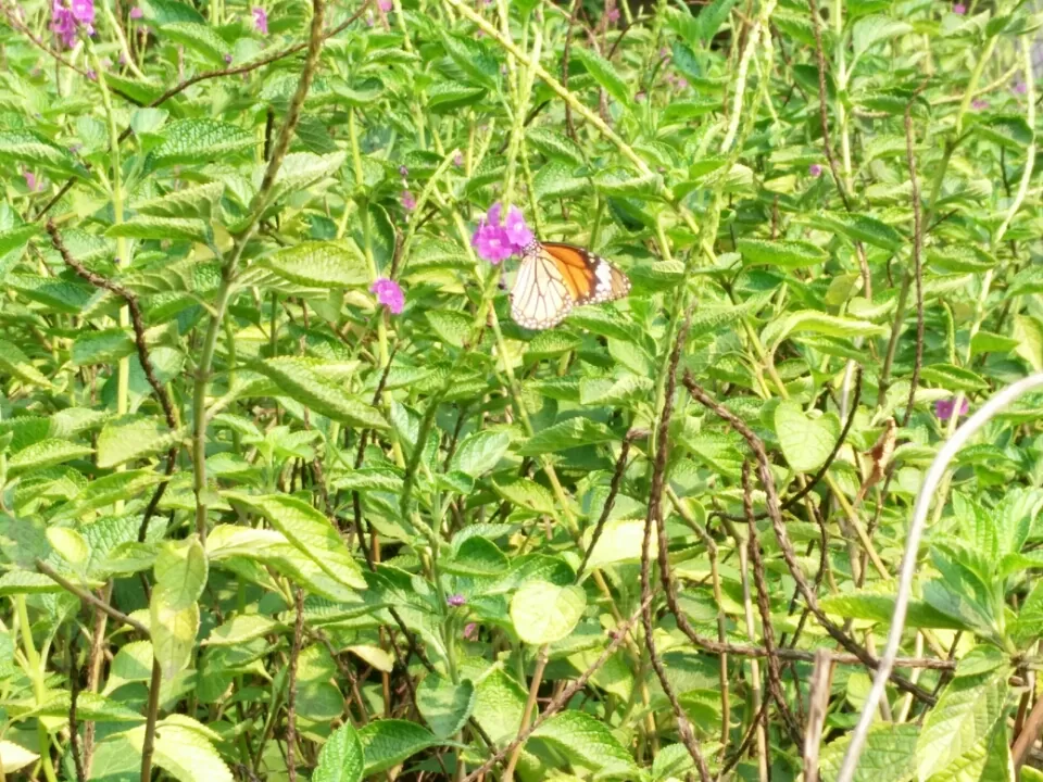 Photo of Ovale Village by Harshal Bhagwat