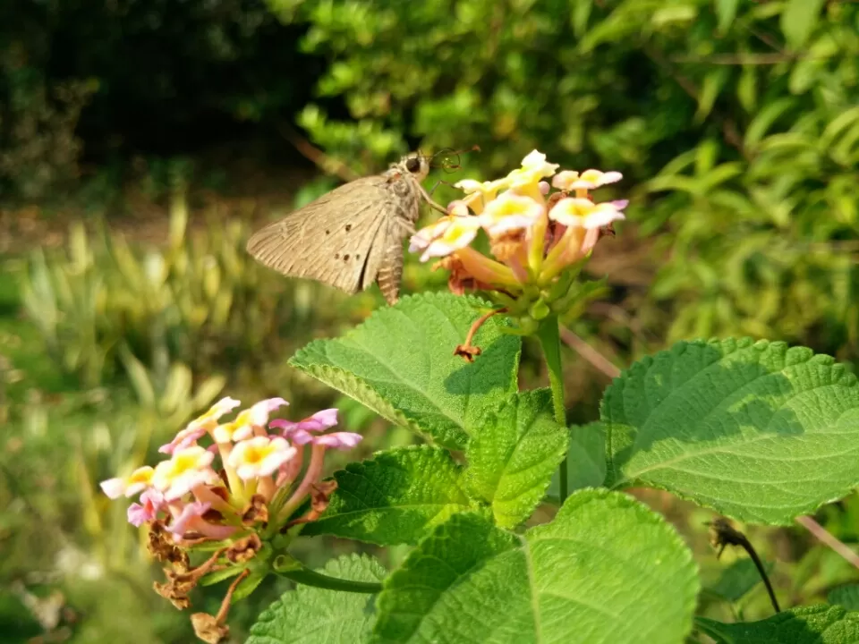 Photo of Ovale Village by Harshal Bhagwat