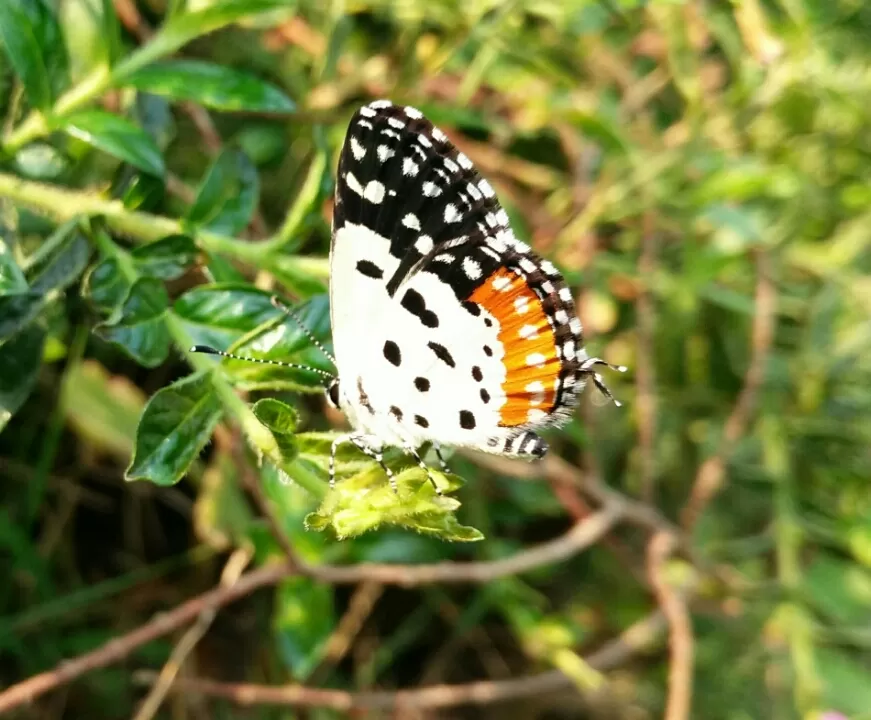 Photo of Ovale Village by Harshal Bhagwat