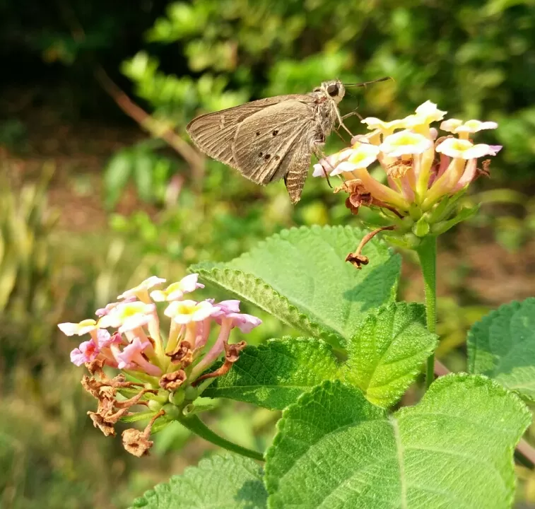 Photo of Ovale Village by Harshal Bhagwat